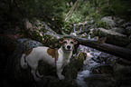 standing Jack Russell Terrier