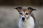 Jack Russell Terrier