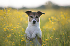 Jack Russell Terrier