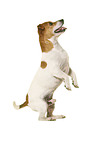 Jack Russell Terrier in front of white background