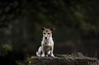 sitting Jack Russell Terrier