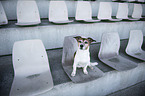 female Jack Russell Terrier