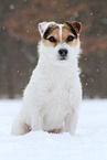 female Jack Russell Terrier in the snow