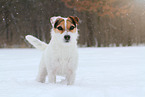 female Jack Russell Terrier in the snow