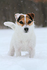 female Jack Russell Terrier in the snow