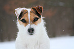 female Jack Russell Terrier in the snow