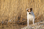 female Jack Russell Terrier