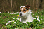 female Jack Russell Terrier in spring