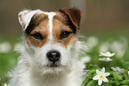 female Jack Russell Terrier in spring