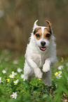 female Jack Russell Terrier in spring