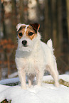 female Jack Russell Terrier in the snow