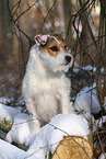 female Jack Russell Terrier in the snow