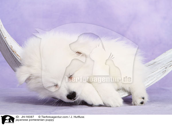 Japanspitz Welpe / japanese pomeranian puppy / JH-16087