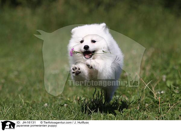 Japanspitz Welpe / japanese pomeranian puppy / JH-16131