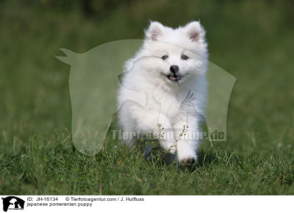 japanese pomeranian puppy / JH-16134