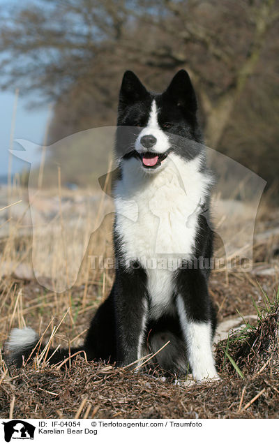 Karelian Bear Dog / IF-04054
