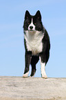 Karelian Bear Dog