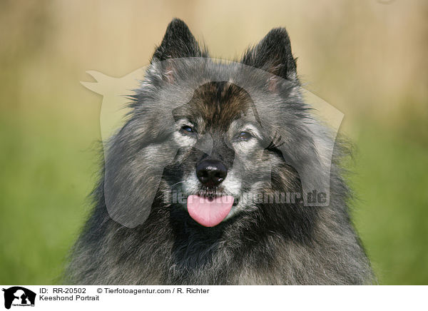 Deutscher Wolfsspitz Portrait / Keeshond Portrait / RR-20502