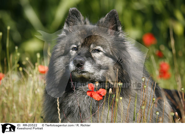 Deutscher Wolfsspitz Portrait / Keeshond Portrait / RR-20522