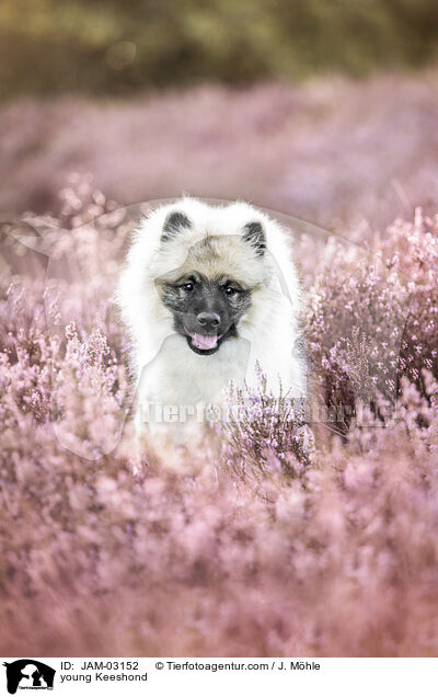 junger Wolfsspitz / young Keeshond / JAM-03152