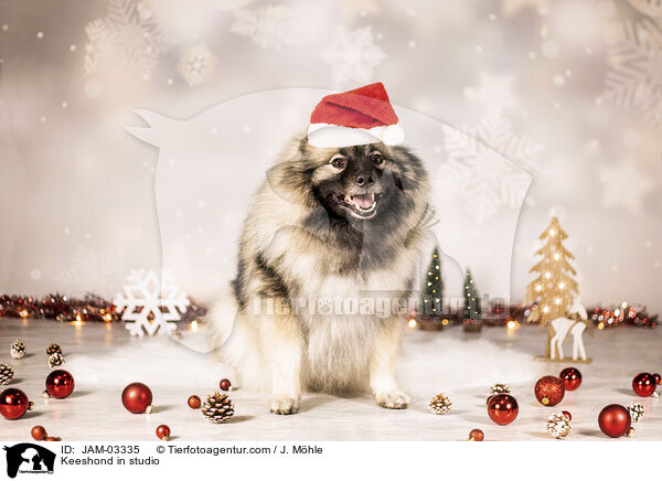 Keeshond in studio / JAM-03335