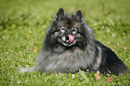 Keeshond