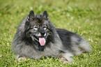 Keeshond