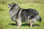 Keeshond