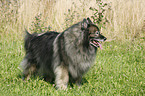 Keeshond