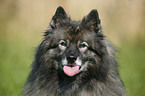 Keeshond Portrait