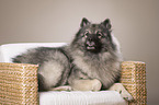 lying Keeshond