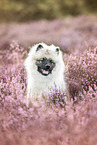 young Keeshond