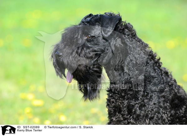 Kerry Blue Terrier / SST-02089