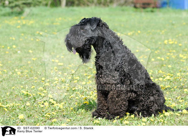 Kerry Blue Terrier / SST-02090