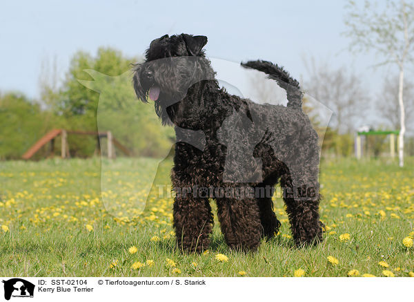 Kerry Blue Terrier / SST-02104