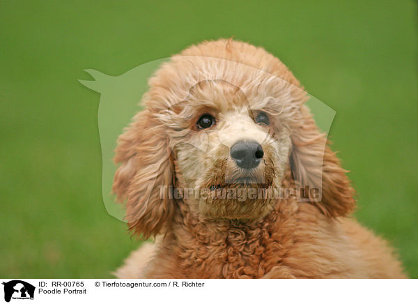 Poodle Portrait / RR-00765