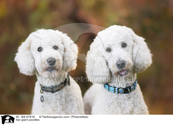 two giant poodles / BS-07818