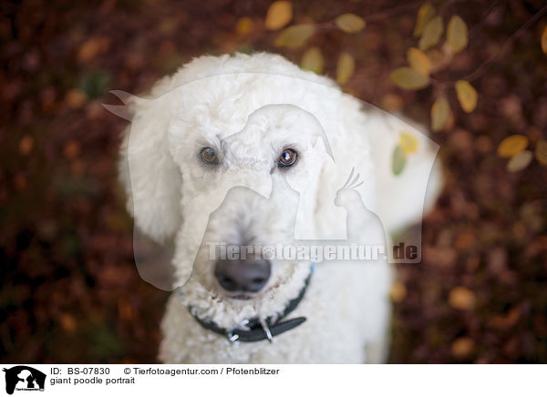giant poodle portrait / BS-07830