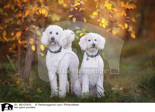 two giant poodles / BS-07833