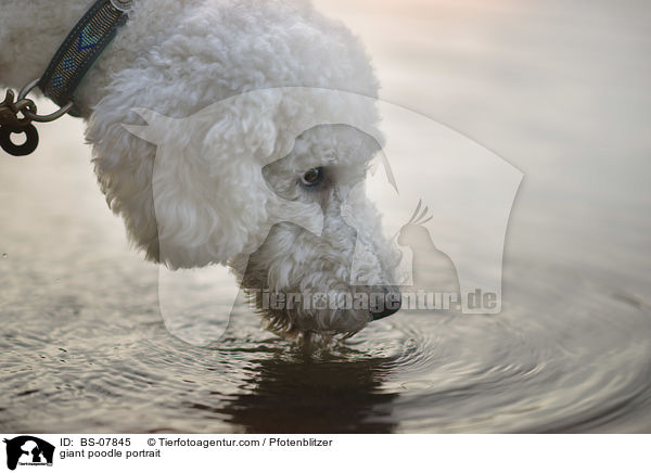 giant poodle portrait / BS-07845