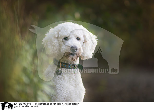 giant poodle portrait / BS-07846