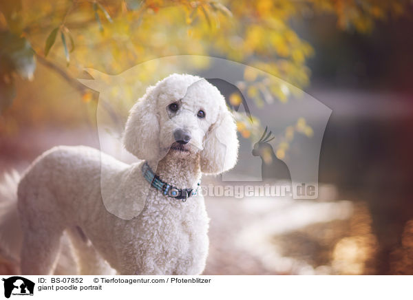 giant poodle portrait / BS-07852