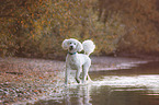 running giant poodle