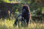 standing King Poodle
