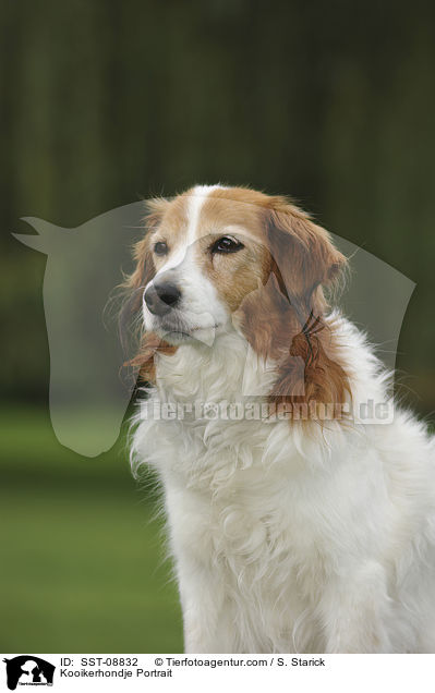 Kooikerhondje Portrait / Kooikerhondje Portrait / SST-08832