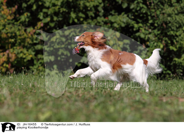 spielender Kooikerhondje / playing Kooikerhondje / JH-16455