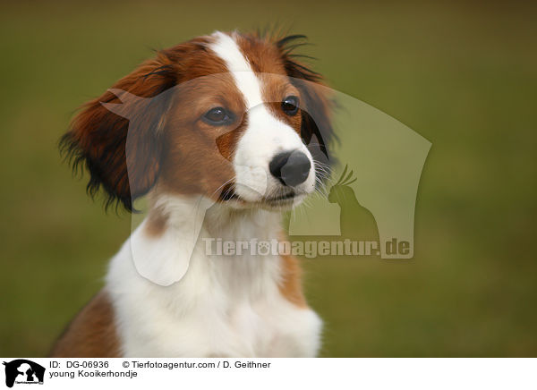 junger Kooikerhondje / young Kooikerhondje / DG-06936