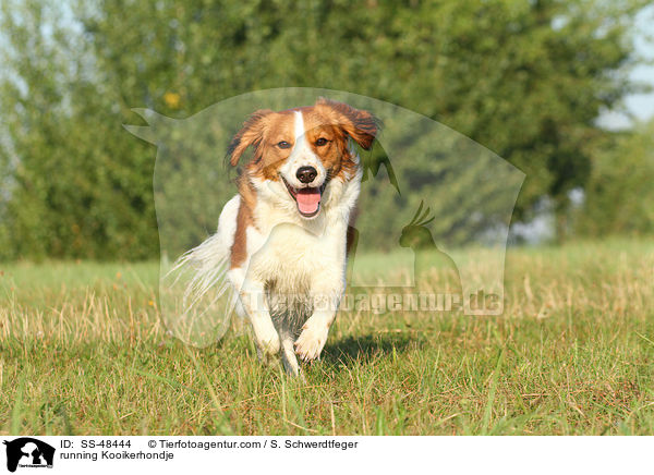 rennender Kooikerhondje / running Kooikerhondje / SS-48444