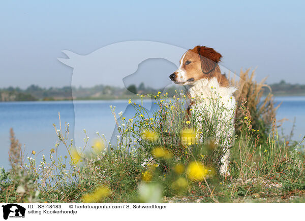 sitzender Kooikerhondje / sitting Kooikerhondje / SS-48483