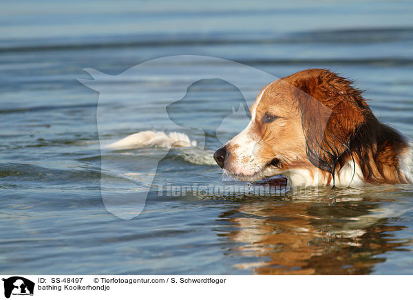 badender Kooikerhondje / bathing Kooikerhondje / SS-48497